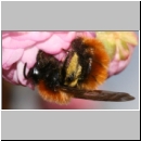 Andrena fulva - Rotpelzige Sandbiene w03.jpg